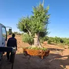 يوجد لدينا أشجار زيتون معمر ومفرع وأشجار متنوعه ترمنيليا ( ر