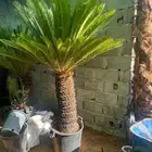 يوجد تيل طبيعي سعر المتر 10ريال يوجد صيانة منزلية