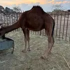 حشوان كفوا لبيع