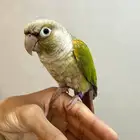 كنيور اليف ( تم البيع )
