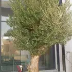 شجر زيتون معمر نخل عربي واشنطونيا