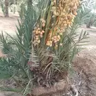جثايث نقايل فسايل نخل جميع الانواع