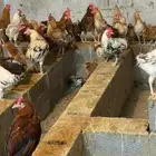 دجاج بلدي