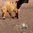 جدعه نعيم صنف طيبه للبيع