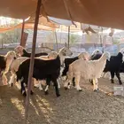 طليان نجد الموقع أملج