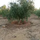 نحنو نقوم بتوريد وتركيب جميع انواع الشبوك مزارع كسرات ملاعب