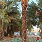 نخل خمسه متر نخيل عربي