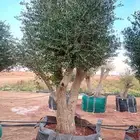 مقاول نخيل وأشجار زيتون وتركيب الشبوك