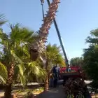 زراعت النخيل