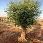 برتقال وزيتون