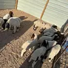 هرافى نعيم العدد 18 فيها( 15 خروف 3 رخال)