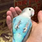 زوج روز مكينه انتاج معه بيض مخصب