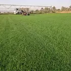 ثيل سي2000 صافي وطبيعي درجة اوله ب مزارع الخرج