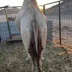 ناقه لقحه