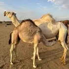 خلفه للبيع