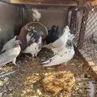 حمام للبيع
