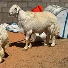 فحل حري حرش طيب بالحيل شرط النسف والقريع