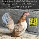 دجاج جبانيز