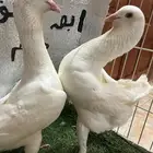 حمام مالتيز