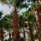 يوجدلدينا نخيل واشنطني وعربي جميع المقاسات والأحجام