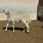 خروف حري جذع مشروط القريع