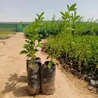 شتلات وأشجار بأسعار جملة