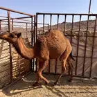 قعود للبيع