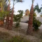زراعة النخيل الواشنطانيا والنخيل البلدي والعشب وتنسيق الحدائ