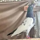 تم البيع فرايد تيدي ذكور . تم البيع