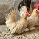 طقم جبانيز مستوا فاخر