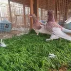 صنعاني