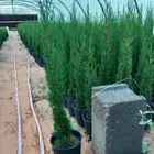 سروايطالي