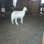 للبيع رخل