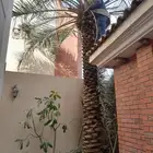 نعم الجميع اشغال النخيل تكريب عربي تكريب هلالي تكريب واشنطني
