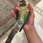 كنيور بلو سايد تركوازي اليف جدا  ( تم البيع )