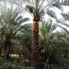 نخل مثمر للبيع توصيل للموقع