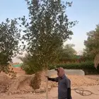 شجار الكرفس او البزر مين احجام كبيره 2 بوصه واحجام صغيره