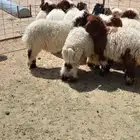 ذبايح البيع