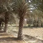 نخيل مثمر مصيفه شيرازيه حوشانه زاملي احمر قنعي