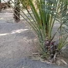 يوجد لدينا جميع انواع انخيل