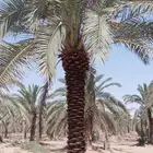 نخل للبيع 500نخله برحي من 3متر إلى 3ونصف