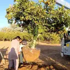 زيتون معمر وحمضيات