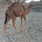 حشو للبيع