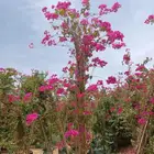 جهنميه الرياض ياسمين هندي ورد زهور شتلات اشجار