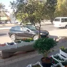 يوجد لدينا أنواع الشجرة والزيتون النخيل عربي مثمره