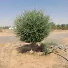 شجر زيتون معمر