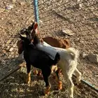 للبيع 3تيوس