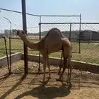 للبيع قعود