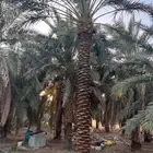 توريد نخبل عربي سكري خلاص بجميع انواع انخيل اتصل نصل ن