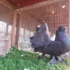 حمام رقاص